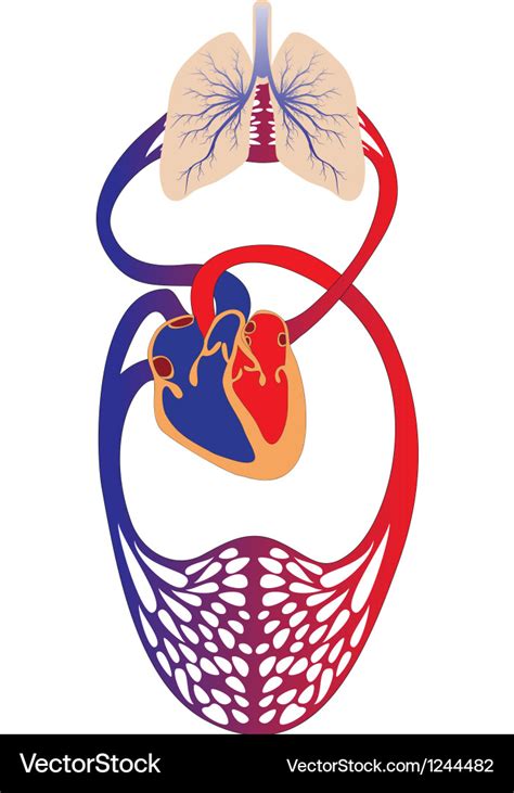 Blood circulation system of human Royalty Free Vector Image