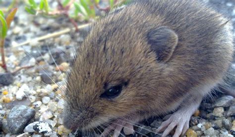 Field Vole - Facts, Information & Pictures