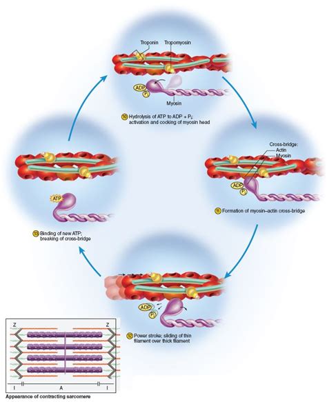 Pin on Chapter 11: Muscular Tissue