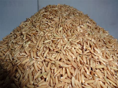 New rice cultivation method that uses less water sows hope in Bangladesh