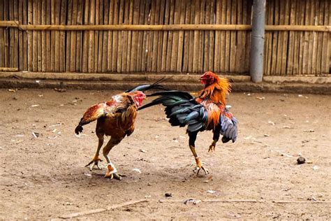 How to Condition Fighting Roosters - Cockfighting Bets