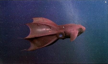 Vampire Squid | Facts & Characteristics | Study.com