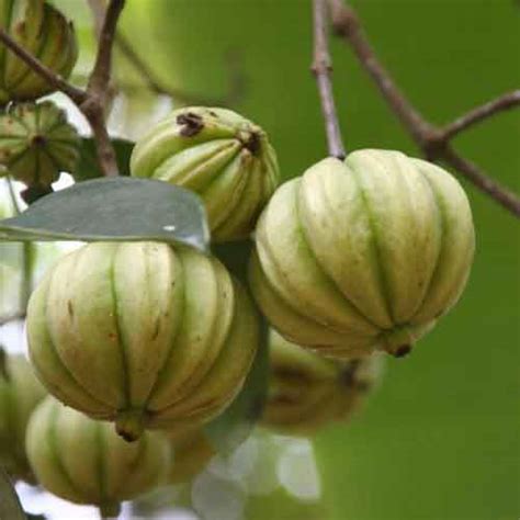 Gambooge fruit | Nutrition facts-Gambooge fruit | Health benefits