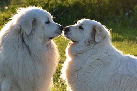 Great Pyrenees Wallpapers - Wallpaper Cave