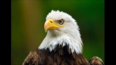 Amazing Facts About Bald Eagles - YouTube