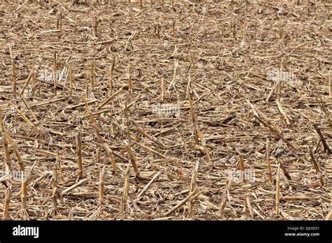 Field of Dead Cornstalks and Corn Stubble in Spring Stock Photo - Alamy