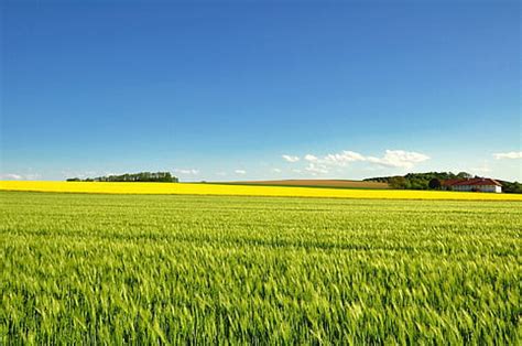 HD wallpaper: blue, sky, clouds, nature, farm, garden, field, yellow, flower | Wallpaper Flare