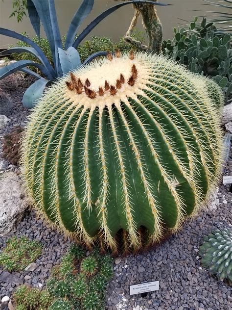 Saw this beautiful golden barrel cactus at the NY Botanical Garden! : r/succulents