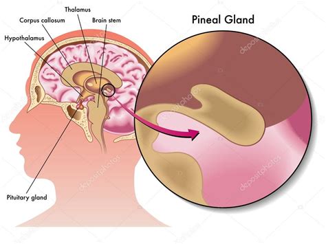 Pineal gland Stock Vector Image by ©rob3000 #65937043