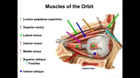 Anatomy of the orbital cavity - YouTube