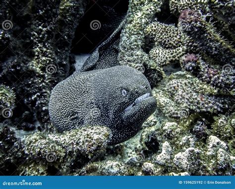 Moray Eel with Sharp Teeth Close Up Underwater Stock Photo - Image of dive, close: 159625192