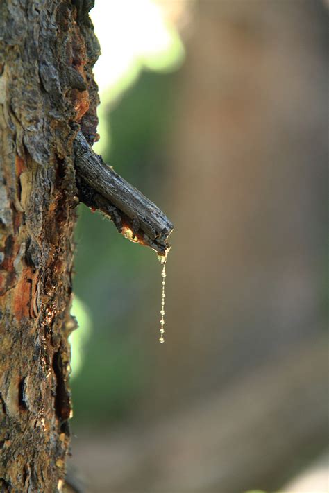 Edible Trees: Foraging for Food from Forests - American Forests