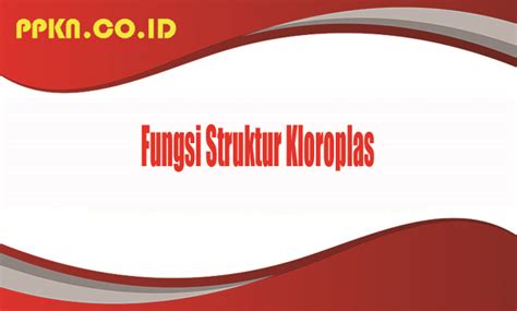 fungsi struktur kloroplas