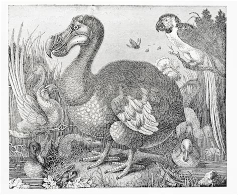 Why the Dodo Went Extinct