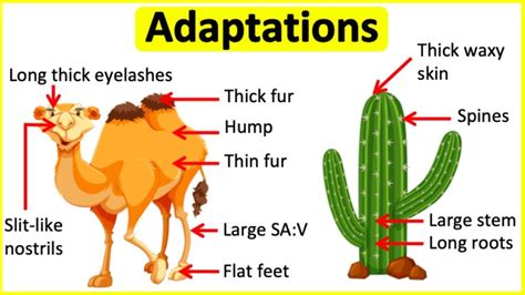 AS Adaptations - YouTube