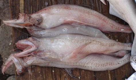 Fresh Bombay Duck Fish at Rs 40/kg | Bombay Duck Fish in Veraval | ID: 23222408055