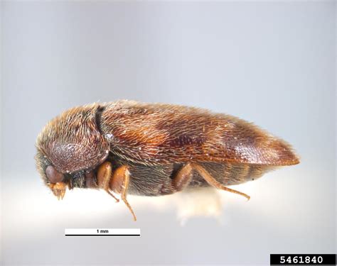 Dermestid beetle (Trogoderma simplex)