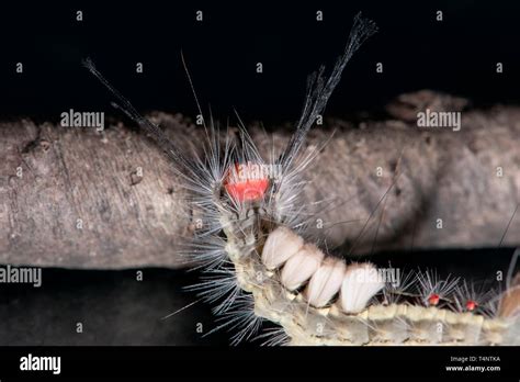 White fuzzy moth hi-res stock photography and images - Alamy