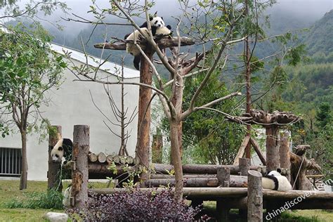 Wolong Panda Center, Wolong Panda Reserve (Shenshuping)