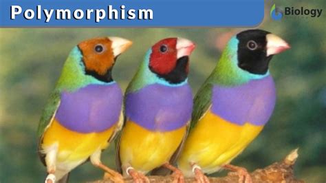 Polymorphism - Definition and Examples - Biology Online Dictionary