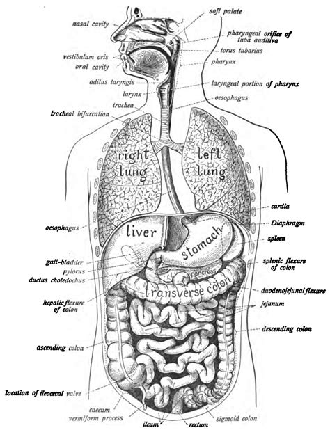 Human digestive system - Wikipedia