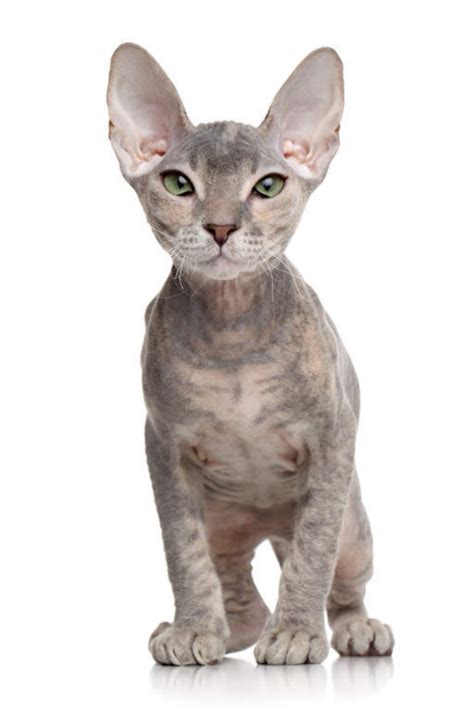 Sphynx vs Don Sphynx - Breed Comparison | MyCatBreeds