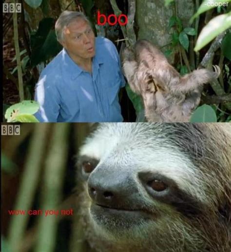 sloth meme on Tumblr