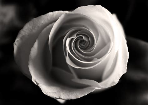 Fibonacci in a Rose. | Black and white flowers, Fibonacci in nature, Black and white