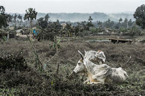 Agricultural damage from Taal Volcano eruption hits P577 million