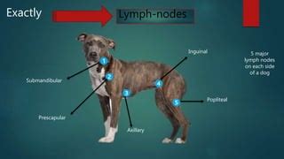 Examination of superficial lymph nodes in dogs and cat | PPT