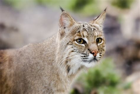 Bobcat wallpapers, Animal, HQ Bobcat pictures | 4K Wallpapers 2019