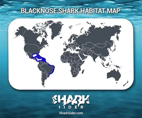 Blacknose Shark– Facts, Size, Behavior, Diet, Pictures