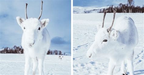 Photographer Captures A Magical, Rare Baby White Reindeer In Stunning Photos | Home Design ...