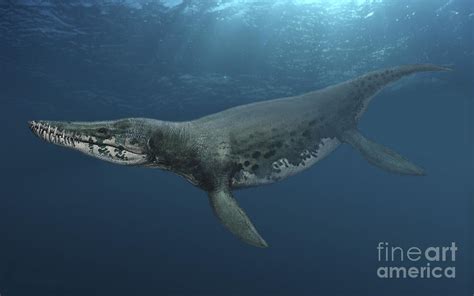 Kronosaurus Queenslandicus Swimming Digital Art by Sergey Krasovskiy ...