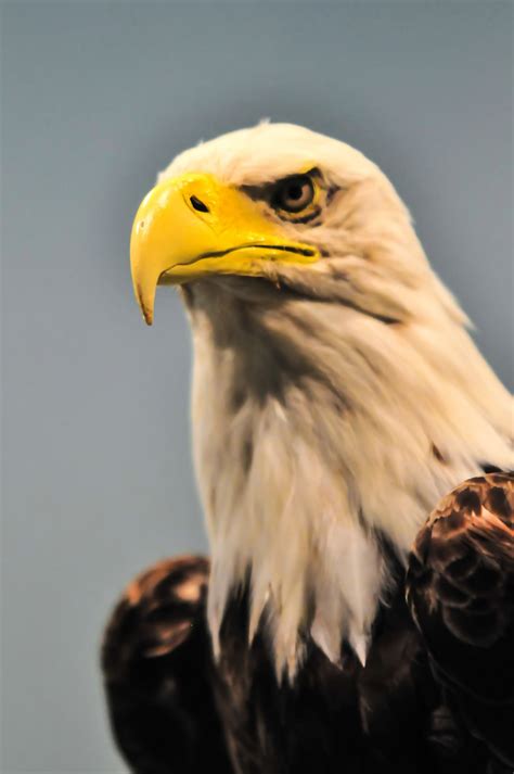 North American Bald Eagle Free Stock Photo - Public Domain Pictures