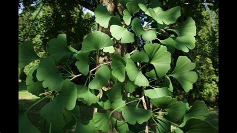 Are There Male And Female Ginkgo Trees? The 13 New Answer ...