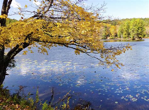 Autumn Gold Photograph by Sharon Williams Eng - Fine Art America