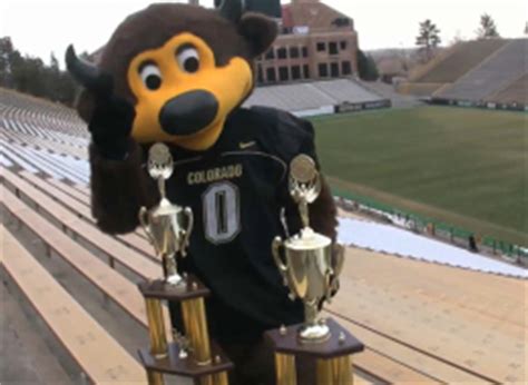 Chip, CU's Buffalo Mascot, Wins Second Championship At Universal ...