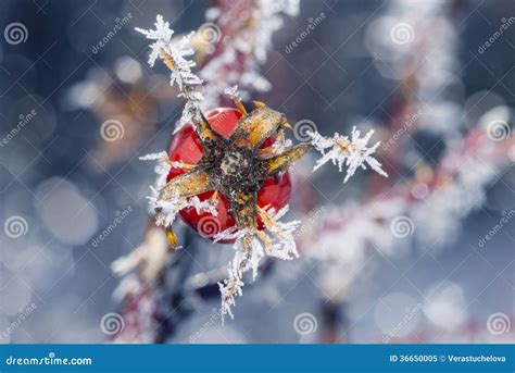 Frozen hip stock image. Image of hips, decoration, crystal - 36650005