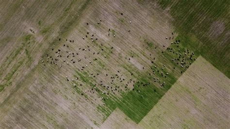 6,998 Cows Field Aerial Images, Stock Photos, 3D objects, & Vectors ...