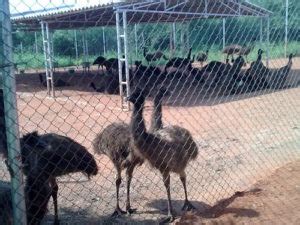 Emu Farming Profits and Case Study in India | Agri Farming