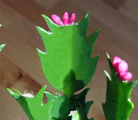 Why Is My Christmas Cactus Blooming Now? | Gardening in the Panhandle