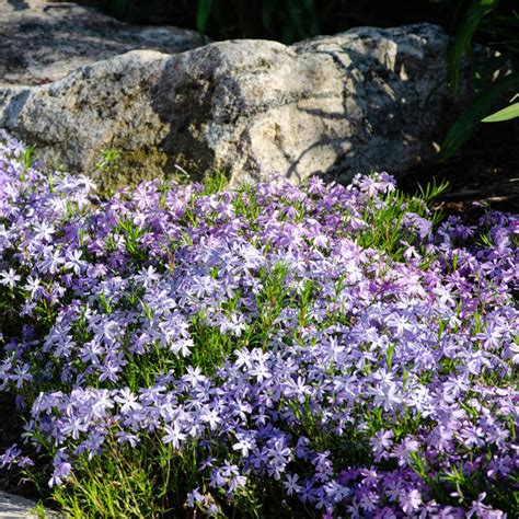 Carpet Phlox Mix | Plants for Sale from Gurney's