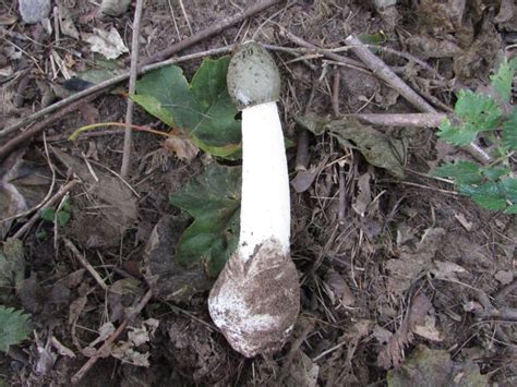 Stinkhorn