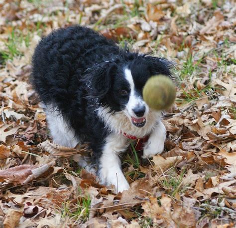 29+ Border Collie Poodle Mix Image - Codepromos