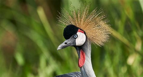 Uganda-Crested-Crane – Emburara Safaris