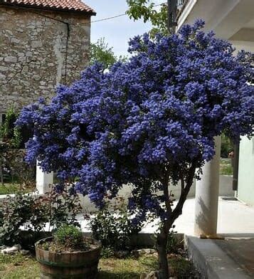 Ceanothus 'Blue Pacific' Californian Lilac 8" Pot - Hello Hello Plants