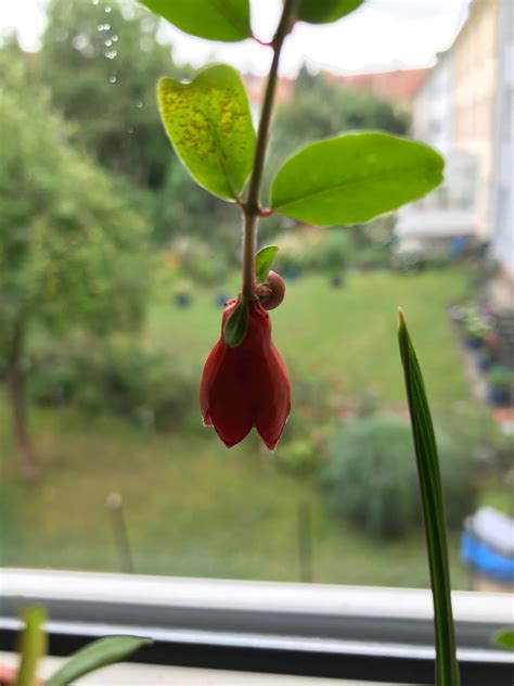 My pomegranate plant is flowering for the first time. : r/mildlyinteresting