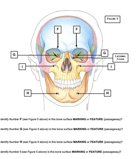 Solved FIGURE 5 F F G G LACRIMAL FOSSA H H Identify Number F | Chegg.com