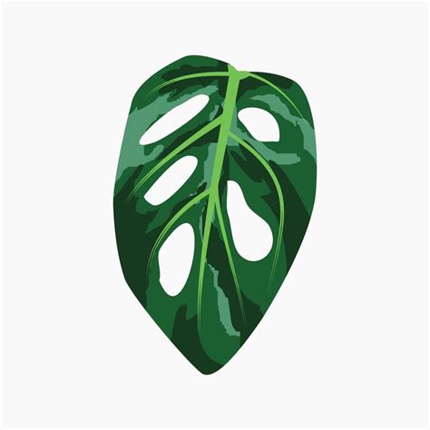 Monstera adansonii vector illustration. 9512829 Vector Art at Vecteezy